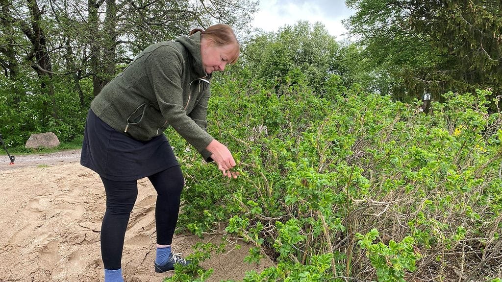 Kurtturuusu, Terhi Ryttäri Syke