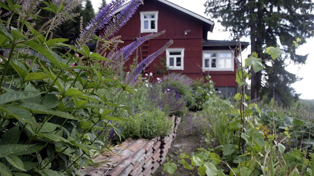 Omakoti- ja rivitalojen pihat ovat asiantuntijan mukaan tärkeitä luonnon monimuotoisuuden kannalta. Kuvituskuva.