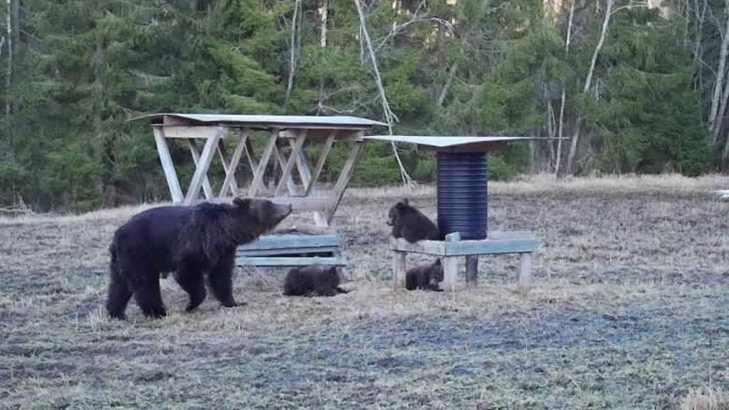 Paikallisen riistanhoitoyhdistyksen kuva karhuperheestä aikaisemmin keväällä.