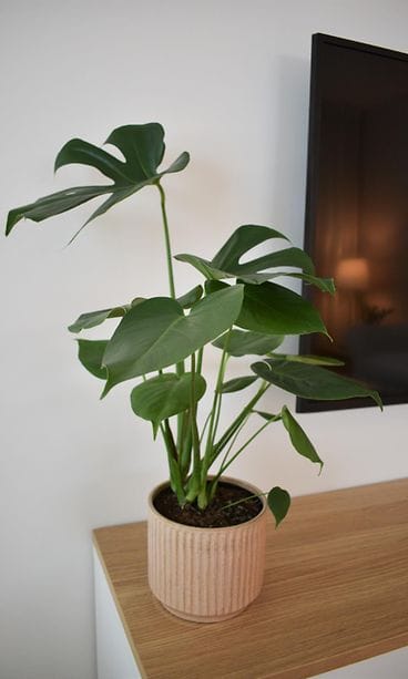 Kotoisa_S5_48h_eps2_JALKEEN_027jpg