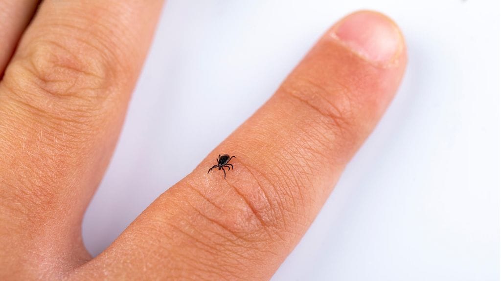 Punkkeja pelätään niiden levittämien tautien, kuten borrelioosin, vuoksi.