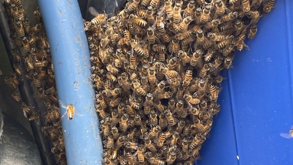 Näin massiivisen mehiläispesän Emma Wathén löysi pihakompostistaan.