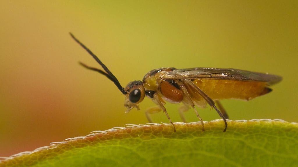 Uuden vieraslajihyönteisen nimeksi on tulossa atsaleavarviainen tai atsaleapistiäinen. Kuvan hyönteinen on aikuinen. Hyönteisten tutkimusta jatketaan Oulun yliopiston ekologian ja genetiikan tutkimusyksikössä.