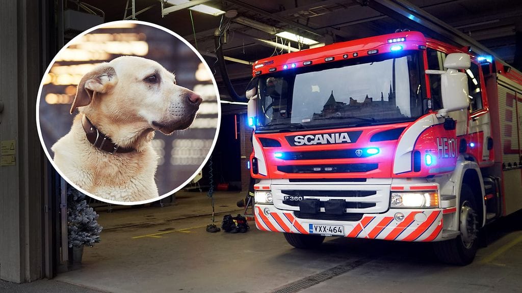 Kuka tahansa voi joutua keskelle tulipalotilannetta koska tahansa. Palomestari antaakin nyt vinkkinsä, miten lemmikinomistajien tulisi yllättävässä tilanteessa toimia. Kuvan eläin ei liity tulipaloon.