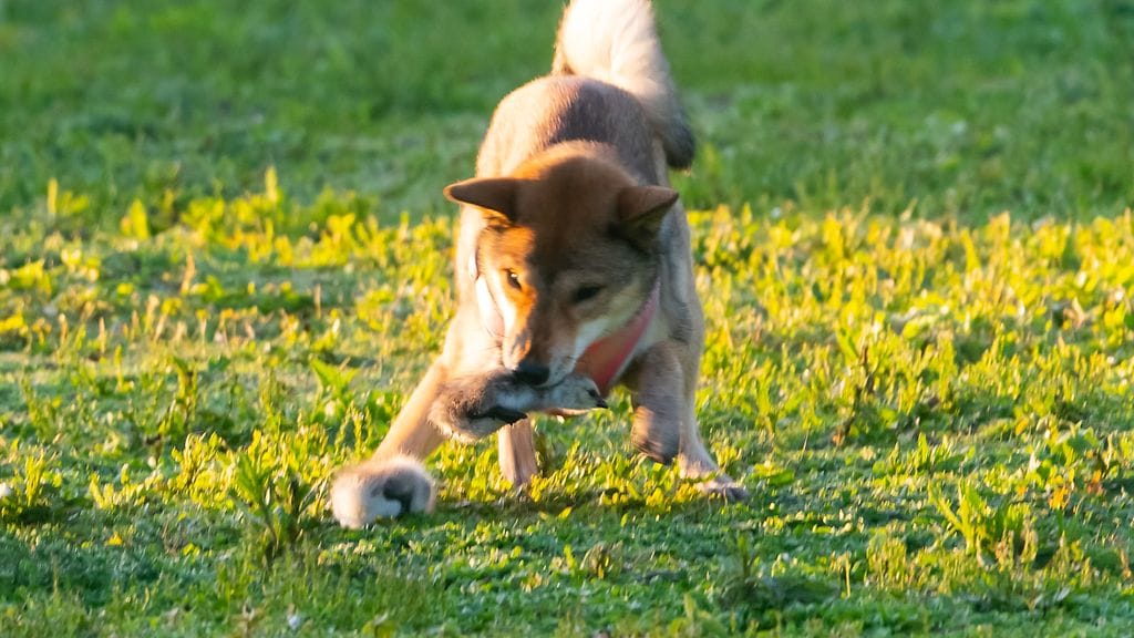 Luontokuvaaja kuvasi tilanteen, jossa koira hyökkäsi valkoposkihanhen poikasten kimppuun.