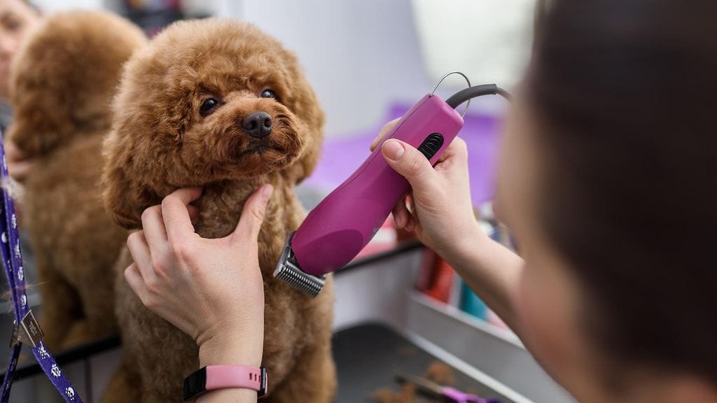 Koiran trimmaaminen voi olla välillä syytä jättää ammattilaisille.