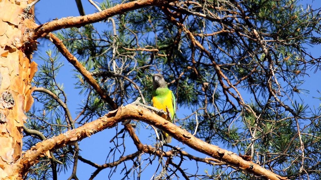 ÄLÄ KÄYTÄ Senegalinkaija (1)