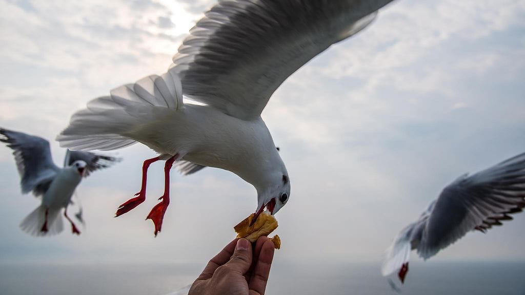 Lokki lokkeili turistin pizzan tämän kädestä.