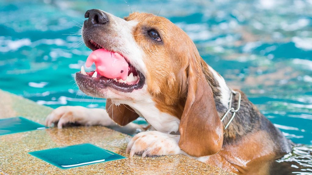 Sinnikäs beagle ei aikonut luopua lelustaan.