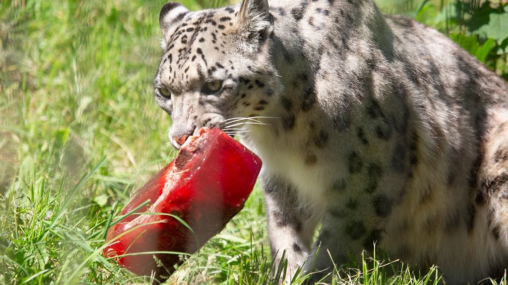 Korkeasaaren eläimet helteessä2