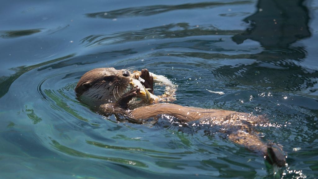 Korkeasaaren eläimet helteellä3