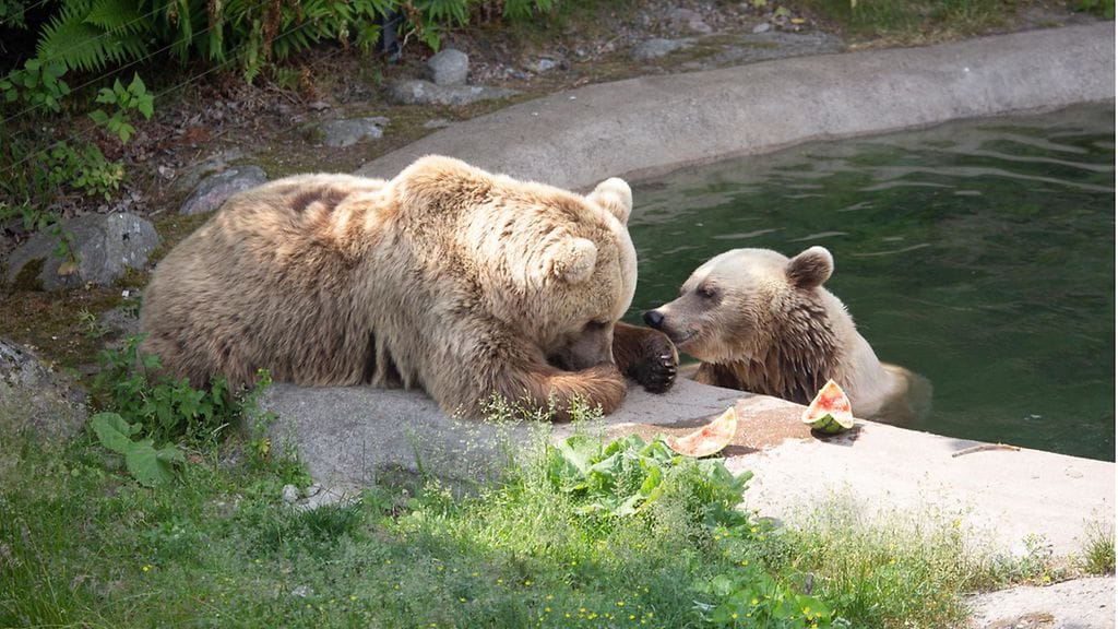 Korkasaaren eläimet helteellä