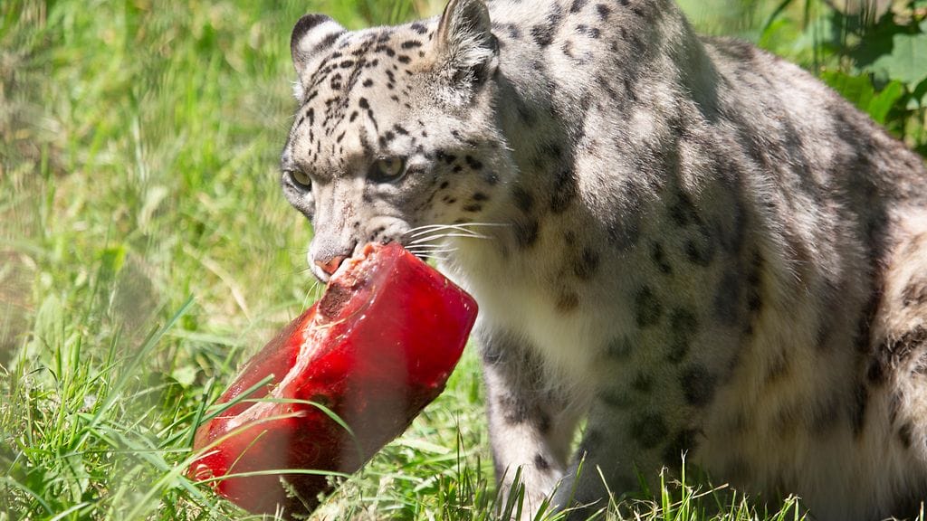 Korkeasaaren eläimet helteellä4