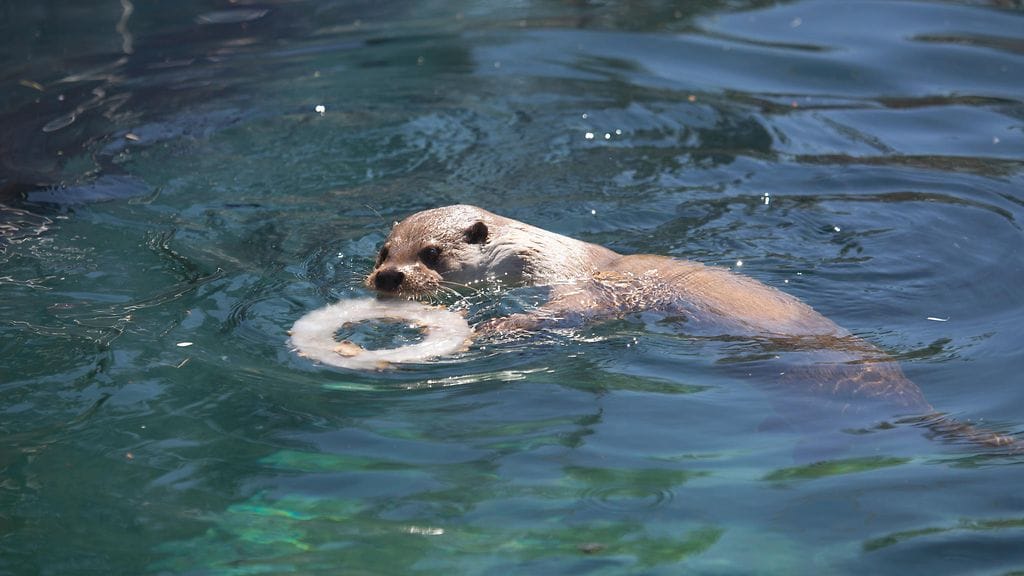 Korkeasaaren eläimet helteellä5