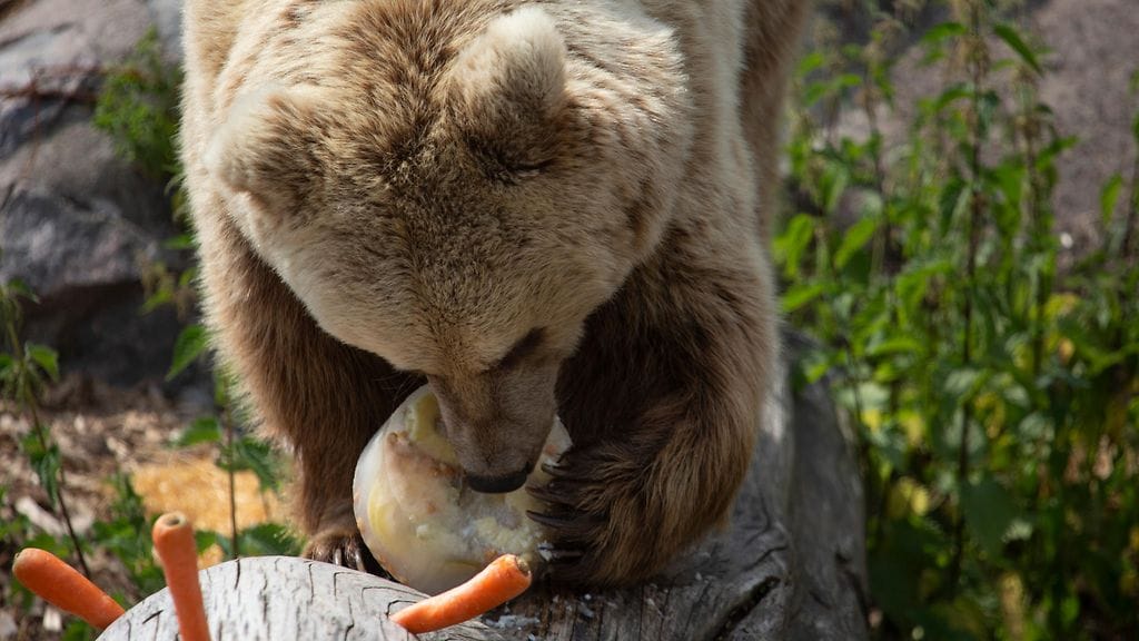 Korkeasaaren eläimet helteellä6