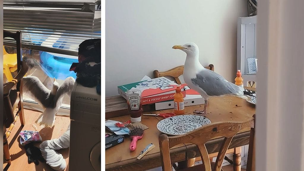 Matt yritti häätää lokin kodistaan. Kuva Caters news