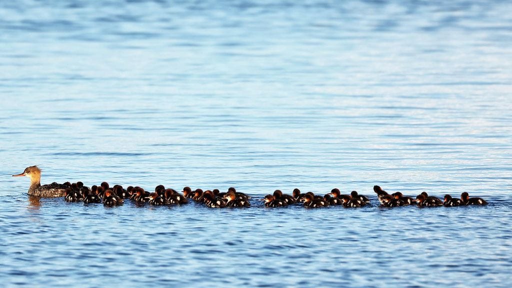 Tukkakoskelonaaras veti perässään yli neljänkymmenen poikasen letkaa Kokkolassa.