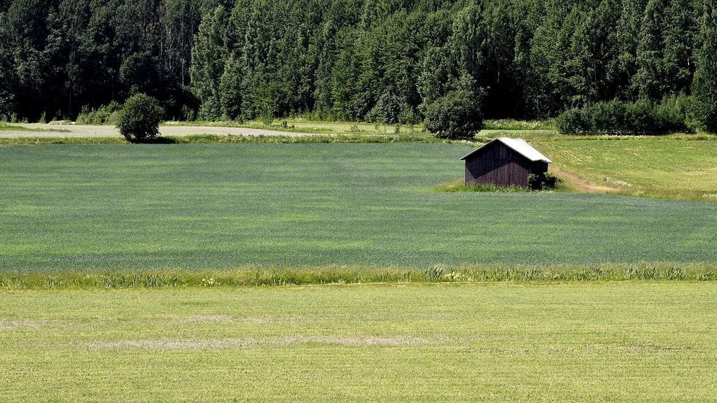 Suurin osa kevätviljoista on hyvässä kasvussa koko maassa.
