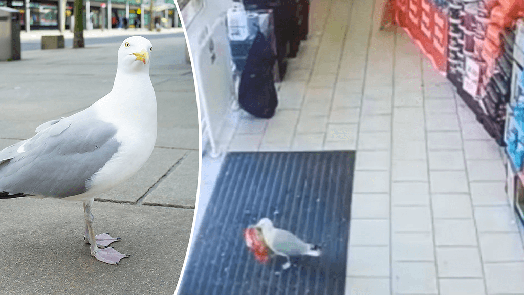 Lokki-Stephen terrorisoi myymälää Pohjois-Englannissa.