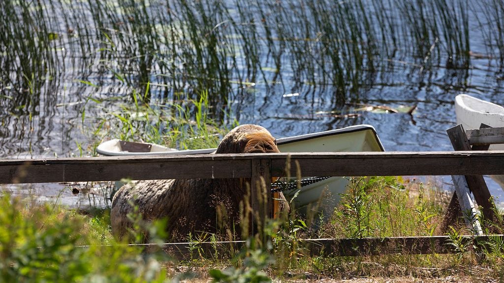 Yli tuhatkiloisen, Stenaksikin kutsutun, mursunaaraan rantautuminen Haminaan pisti kaupungin sekaisin.