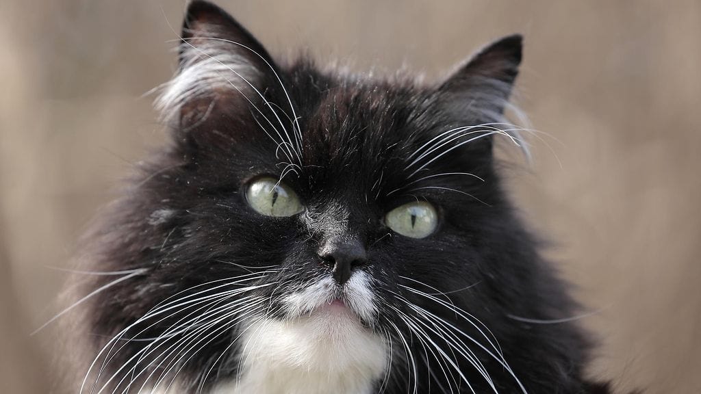 Jos kissallasi on ongelmakäyttäytymistä, taustalla voi olla pelokkuutta.