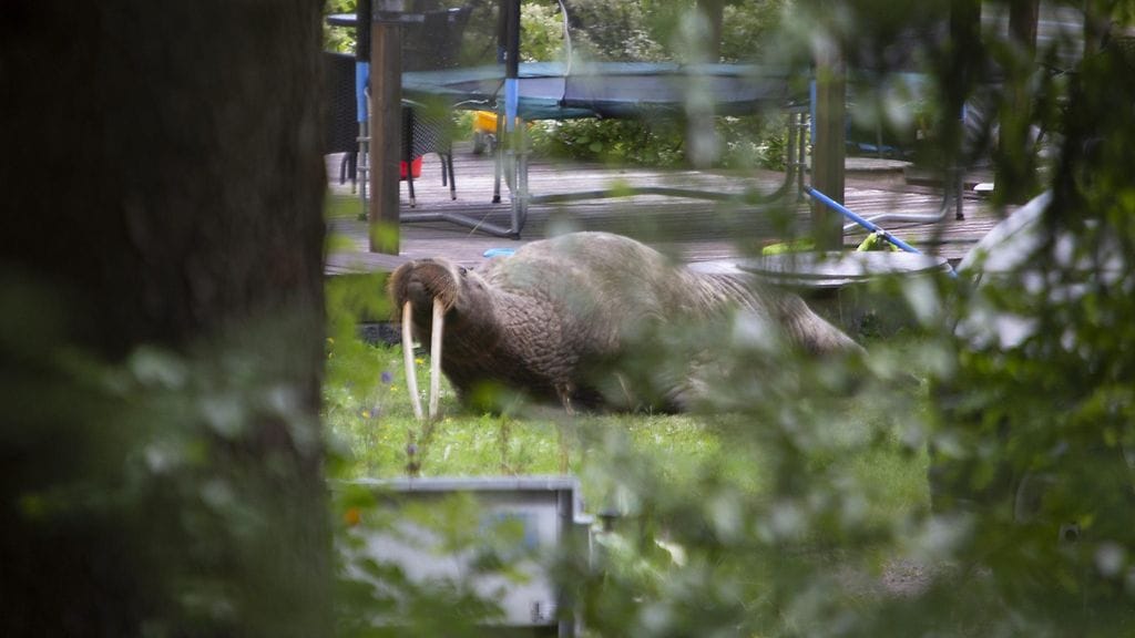 mursu lehtikuva 2007