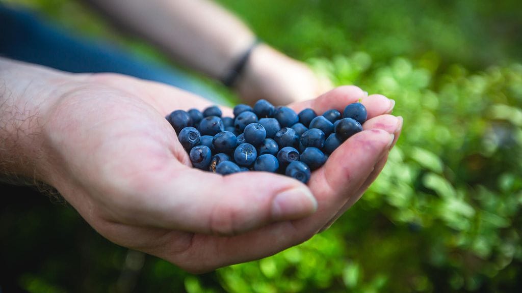 Mustikan pääsatokausi on jo alkanut osassa Suomea. Kuvituskuva.
