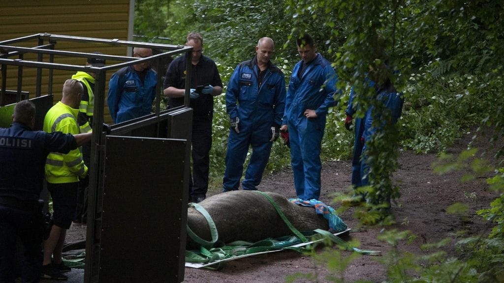 Mursu lehtikuva 2007