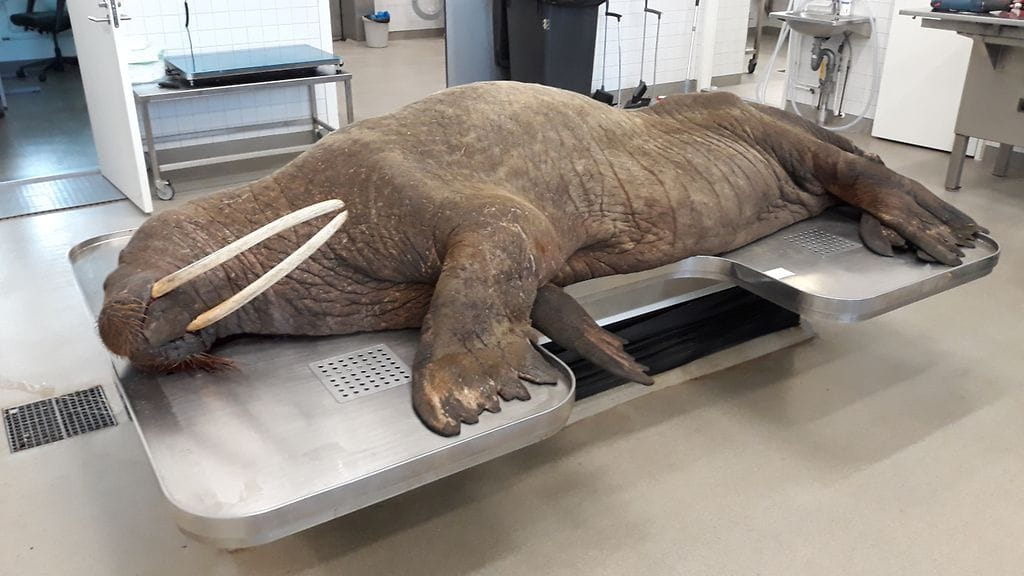 Mursu-tutkimuspoydalla