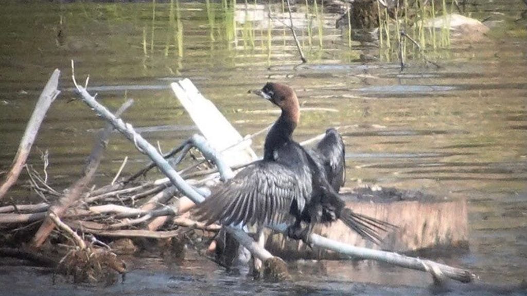 Pikkumerimetso Siilinjärvellä 22. heinäkuuta.