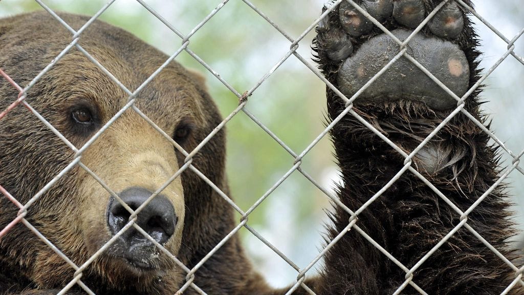 Vyöti oli 30-vuotias lopetettaessa.