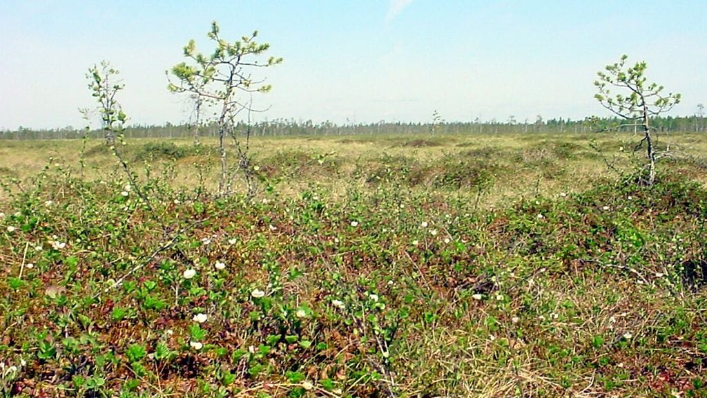 Lapin poliisi muistuttaa, että marjaretkelle lähtijän on hyvä ilmoittaa ainakin yhdelle läheiselleen, minne on menossa.