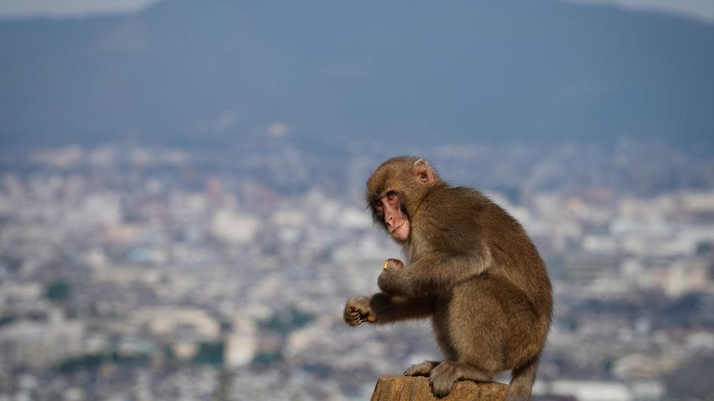 Japaninmakakit ovat hyökänneet ihmisten kimppuun Japanissa Yamaguchin kaupungissa. Kuvan japaninmakaki kuvattu Kiotossa syyskuussa 2020.