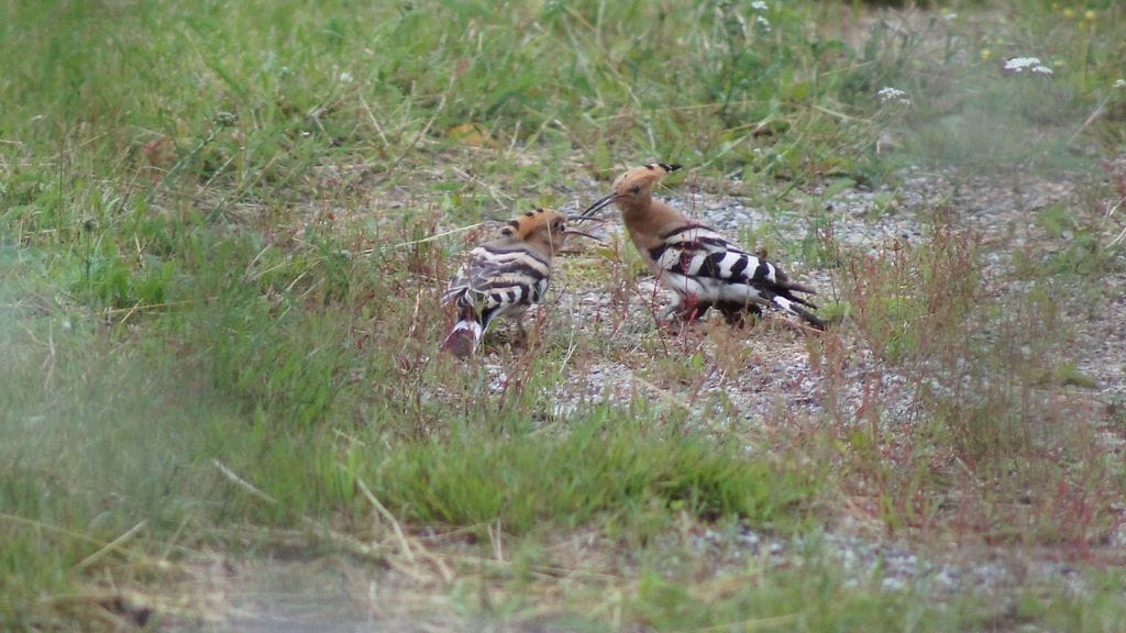 Harjalintu on jokavuotinen vieras Suomessa, mutta laji on pesinyt Suomessa aiemmin vain kerran.