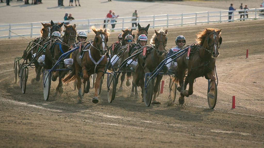 Ravit-Suomenhevoset-Vermossa