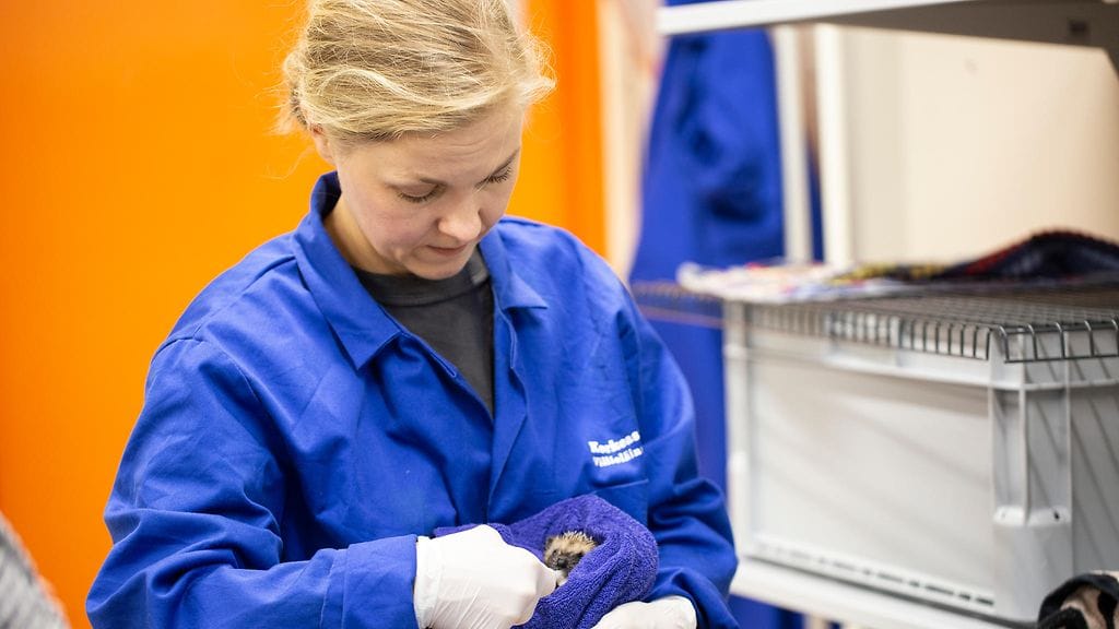– Kesäisin meille tuodaan paljon orpoja poikasia, joiden kuntouttamisessa menee aikaa, sanoo Korkeasaaren eläintenhoidon ja suojelun johtaja Nina Trontti.