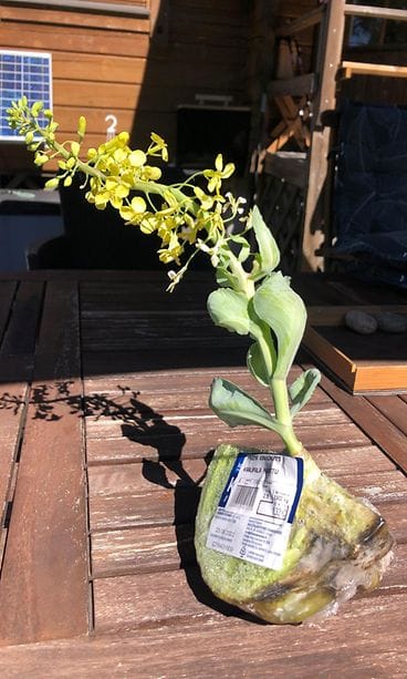 Valkokaalin kukkanen MTV