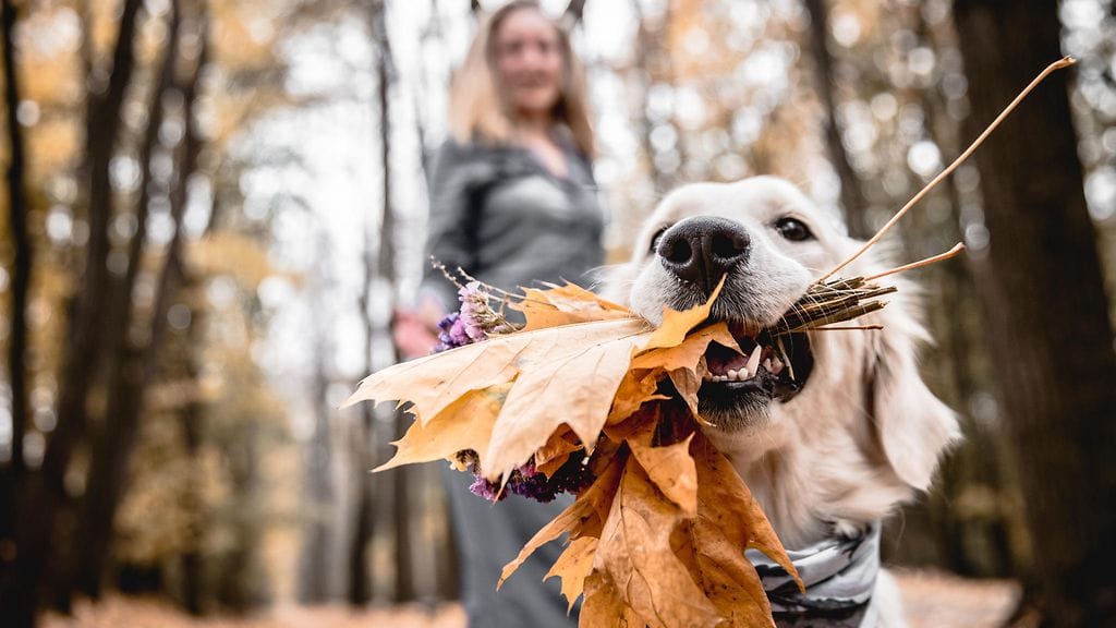 Sinkkujousimiehillä alkusyksy on mitä oivallisinta aikaa rakastumiselle.