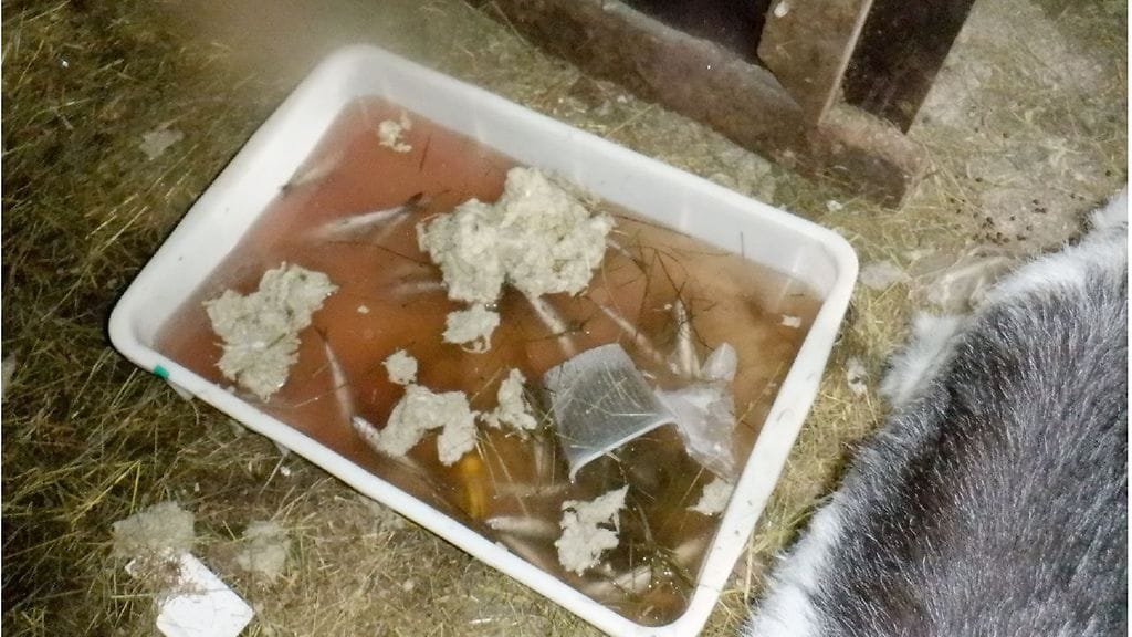 Muoviastia, jossa vettä, roskaa, kuolleita kaloja ja lähikuvassa eläin.