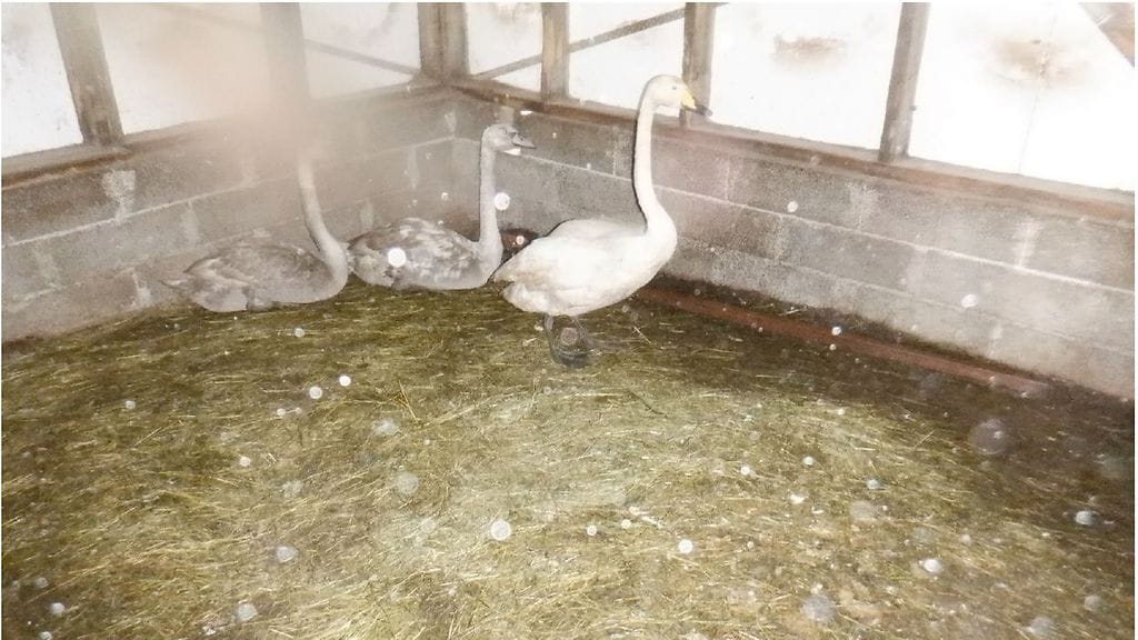 Kolme joutsenta näkyy kuvassa, emo ja poikaset.