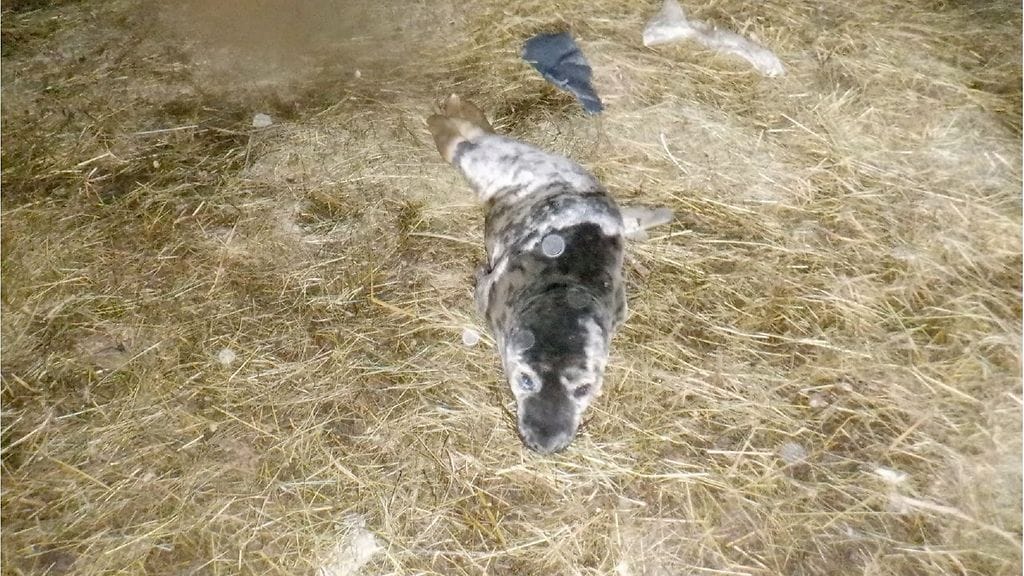 Kuutti makaa kuivikkeiden päällä.