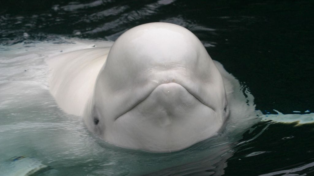 Ranskan Seine-joessa uiskentelee maitovalas.
Kuva: arkistokuva.