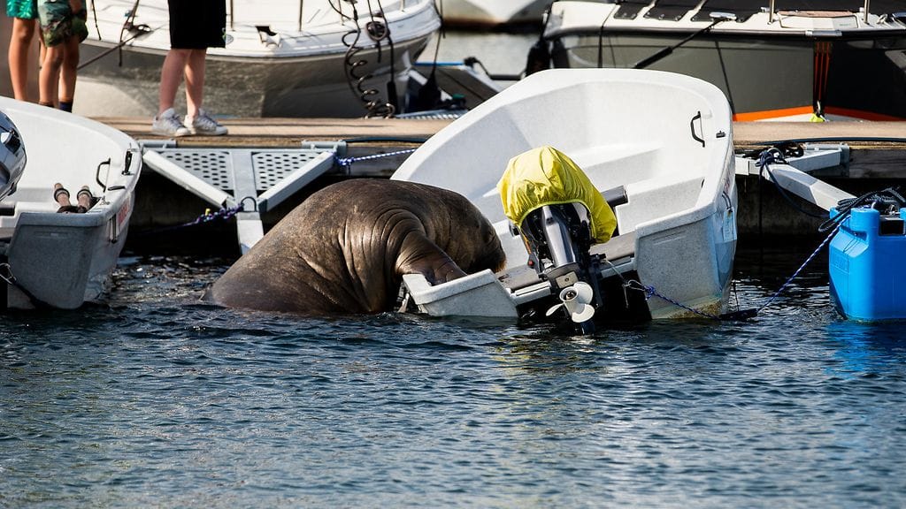 Freya-mursu kiipeää veneeseen AOP