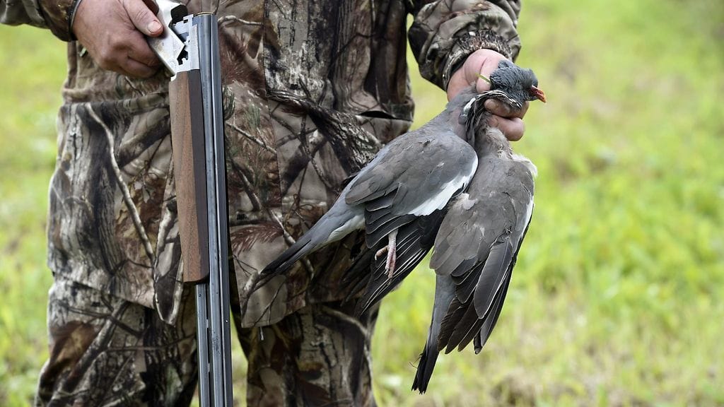Sepelkyyhky metsästys AOP