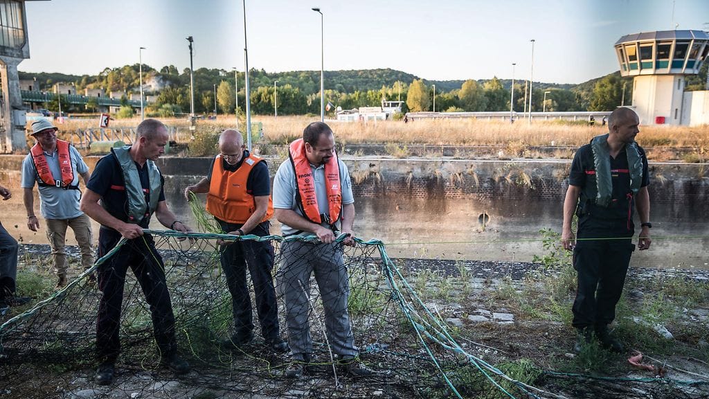 Seinessä uivaa maitovalasta yritetään pelastaa.