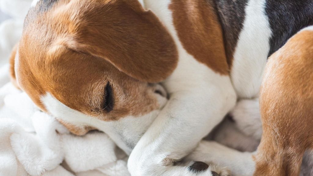 Pelastetut koirat olivat rodultaan beaglejä.