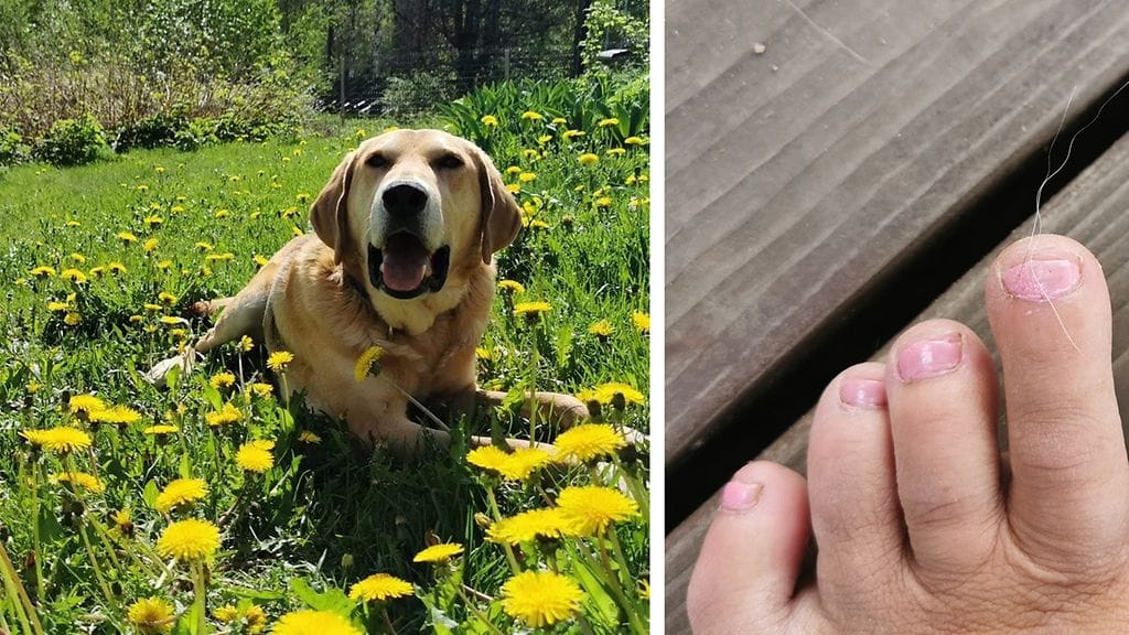 "Sylikoira" Mosse halusi osallistua emäntänsä Saijan stailaukseen omalla tyylillään.