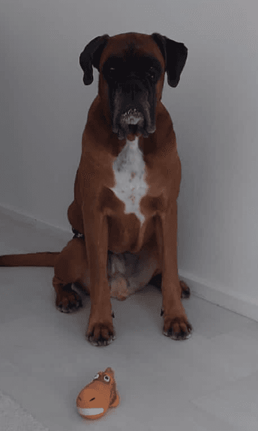 Buddy ja Rouva Hai