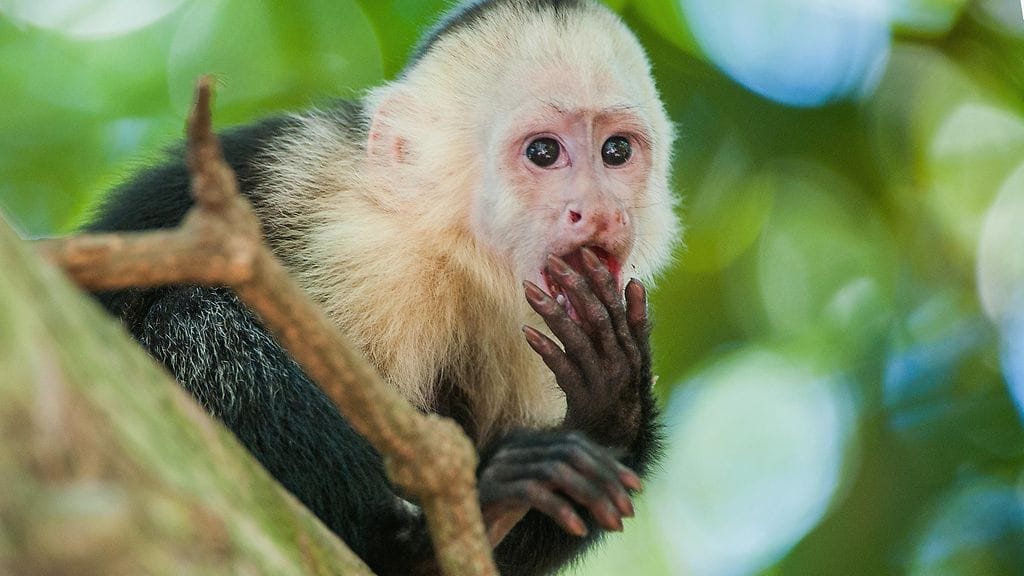 Kapusiiniapinat tunnetaan hyvin älykkäinä otuksina. Kuvituskuva.