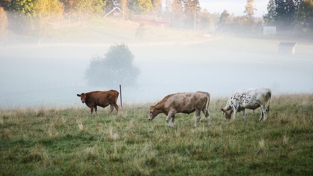 Meri-Porissa karanneiden lehmien omistaja on jo selvitetty, kertoo poliisi. Arkistokuva.